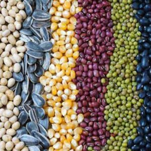 Hybrid Seeds
